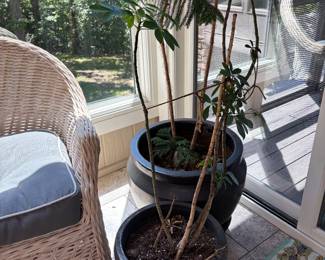 Plants