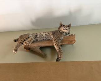 Taxidermy bobcat