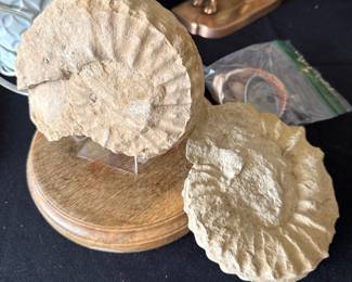 Trilobite Fossils