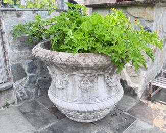 Large cement planter with Citronella