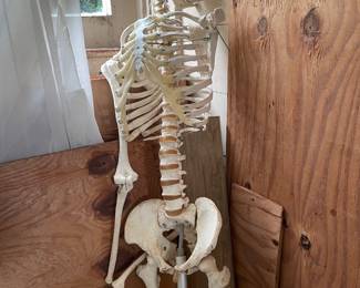Skeleton