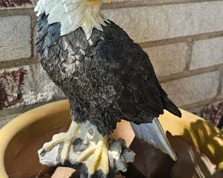 small eagle