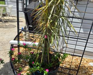 Teal Plastic Pot with 2 Pink Flowers and Palm type tree - 64" Tall	 $40.00 