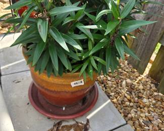 #132	Green Plant in Glazed Pot w/Base - 12x9	 $25.00 