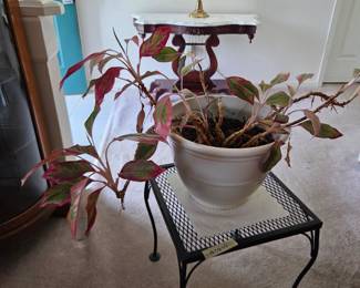 #22	Live Aglanpmas (Baby Tiger) Houseplant in White plastic Pot - 14"D	 $20.00 