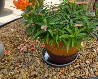 #121	Peach Flower in Glazed Ceramic Pot - 12x9	 $20.00 