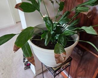 #23	Peace Lily in White Plastic Pot - 14"	 $20.00 