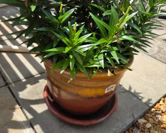 #125	Green Plant in Glazed Pot w/Base - 12x9	 $25.00 