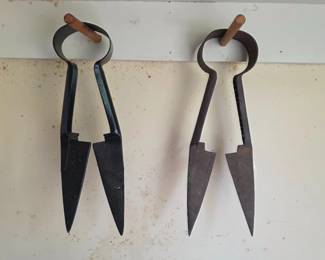 Sheep shears