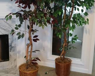Pair of faux fig trees