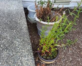 plants