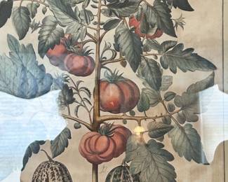 Vintage Botanical Print -19th century