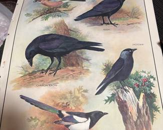 1950's Educational Poster