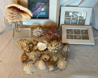 Lot 53: Shell Decor
