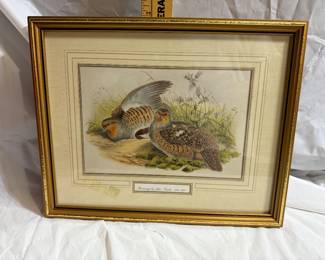 Patridge by John Gould $85.00