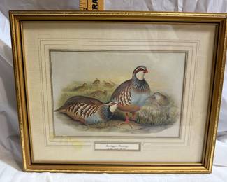 Red legged Partridge by John Gould $85.00
