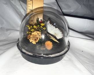 Butterfly in Dome $5.00