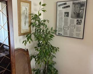 plant