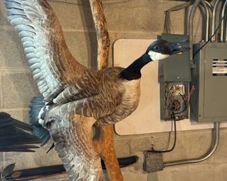 taxidermy