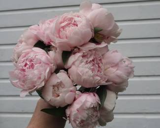 Hundreds of fresh-cut peonies
