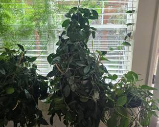 huge hoya