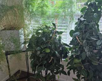 2nd large hoya