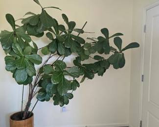 fiddle leaf fig on wheels
