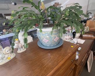 Christmas Cactus in Decorative Planter
