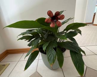 Spathiphyllum 'Sensation' Peace Lily with Decorative Metal Flower Accent