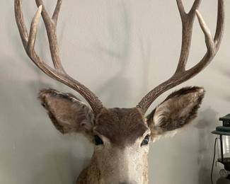 Deer Mount