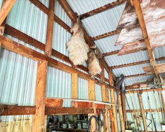 Animal Pelts