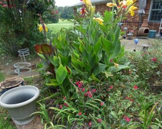 PLANTS FOR SALE