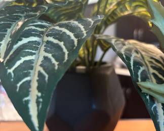 Zebra Plant (Aphelandra squarrosa)