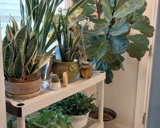 plants, house plants