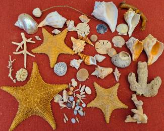 SEASHELLS