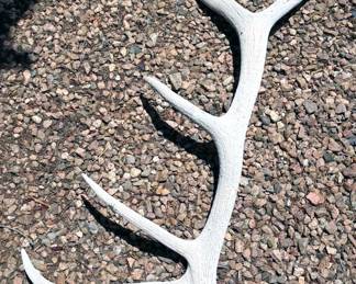 Antler