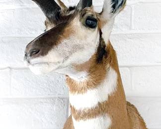 Pronghorn antelope mount