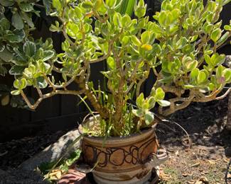 succulents