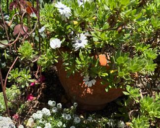 white flowers