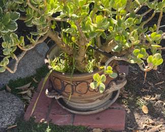 plants for sale