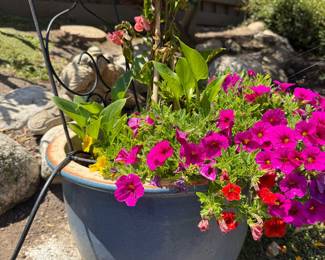 lovely flowers