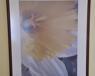 Daffodil Framed Print