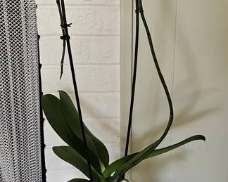 White Orchid Plant