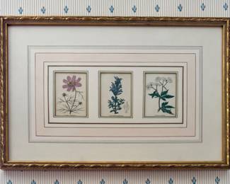 Framed Botanical Prints