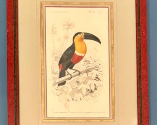 "Toucan" Vintage Print
