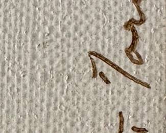 artist detail