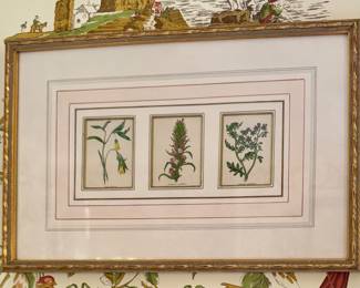 Hand Colored Botanical