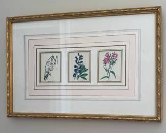 Hand Colored Botanical