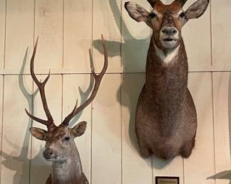 AXIS DEER SHOULDER MOUNT