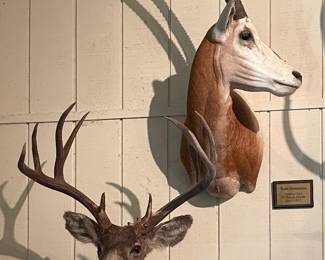 MULE DEER, ARABIAN ORYX SHOULDER MOUNTS